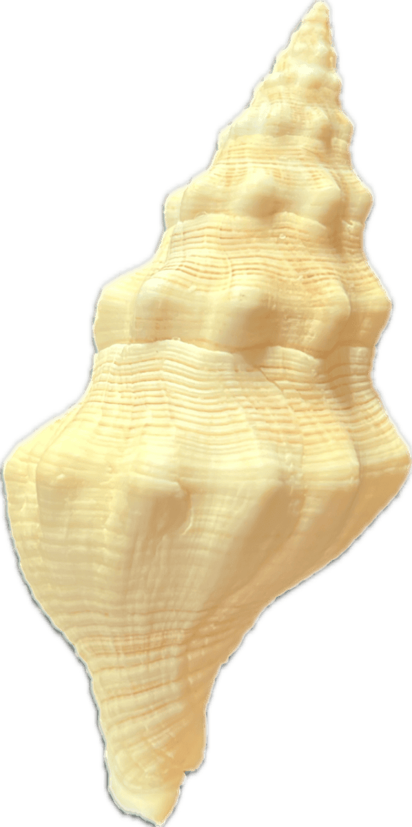 Muschel "Dimensistor"