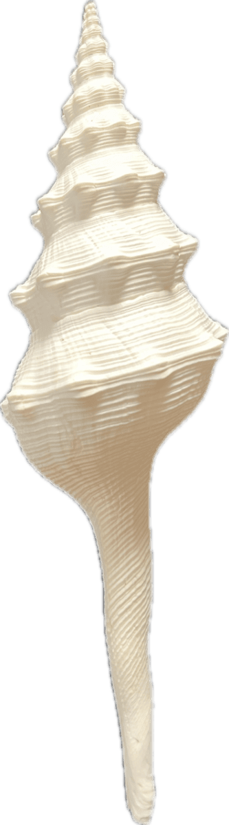 Muschel "Magie"