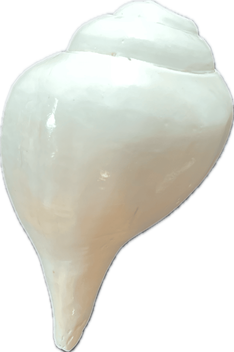 Muschel "Reinigung"