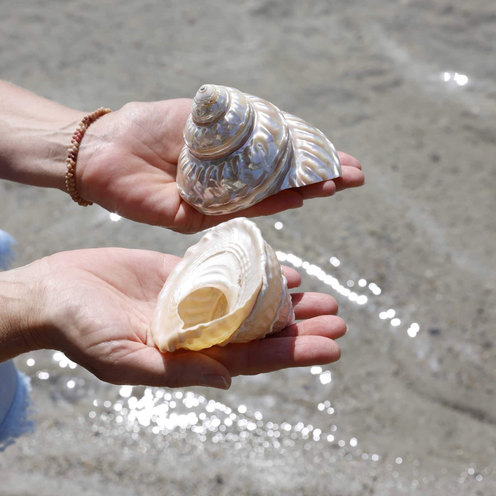 Muschellegung mit Muschelmagierin Doris Hirschfeld