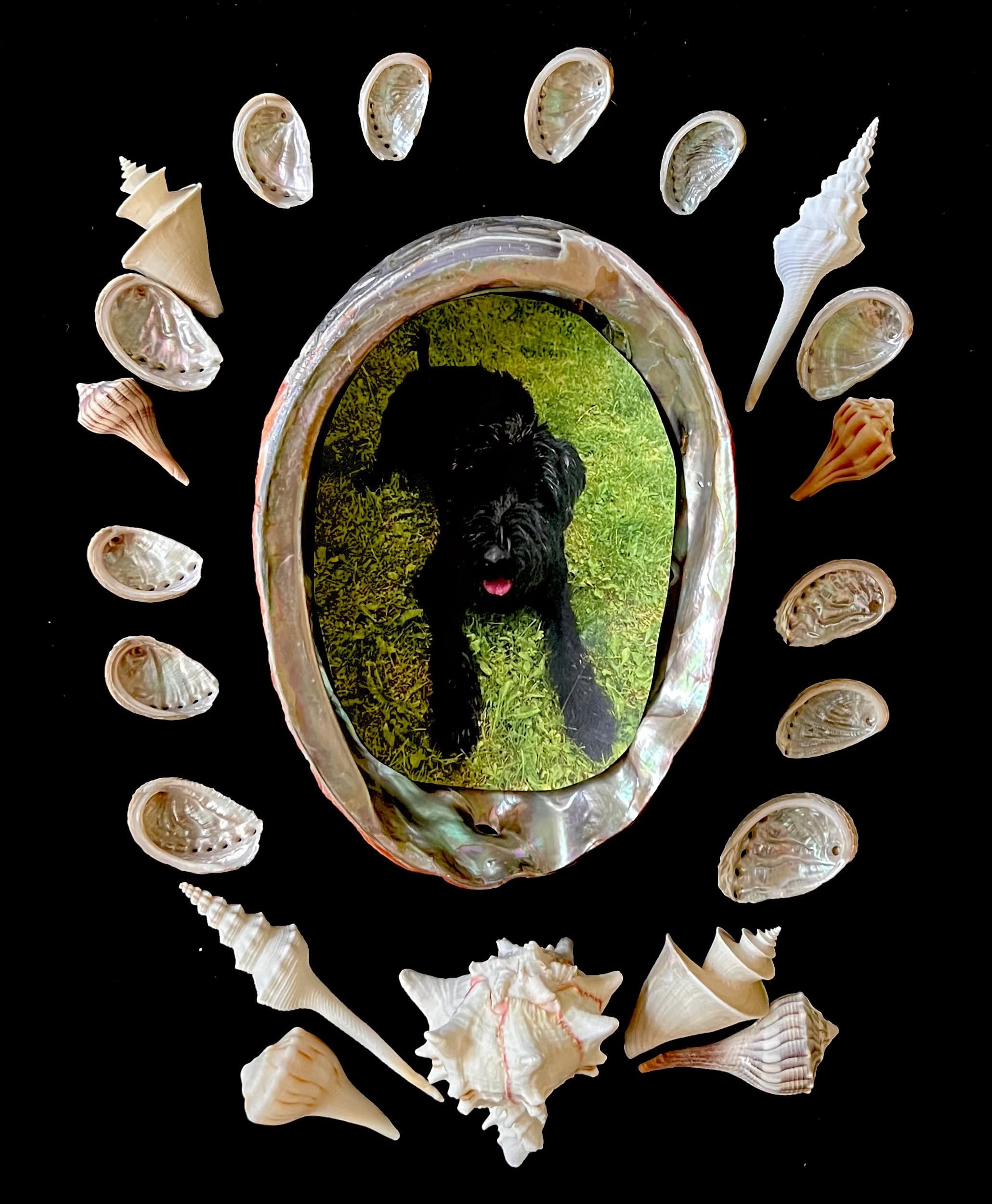 Ein Geschenk mit den besten Wünschen zur Hochzeit: Ein Hochzeitsmuschelmagiebild